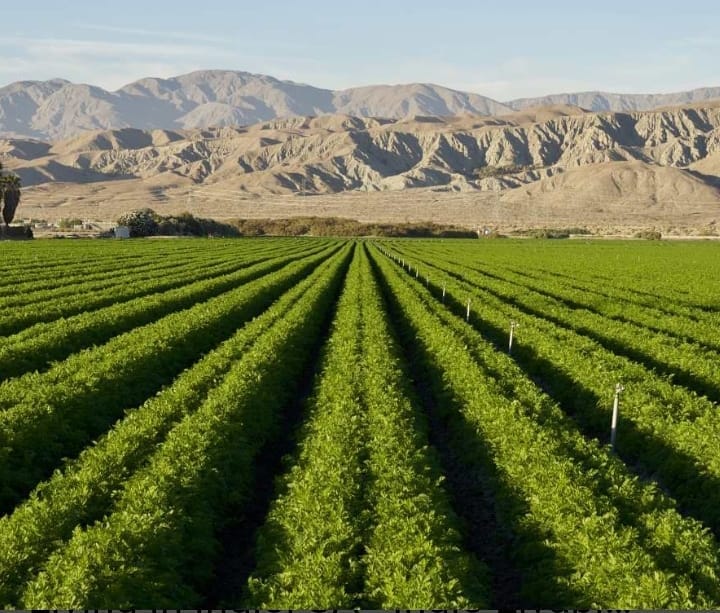 california date farms