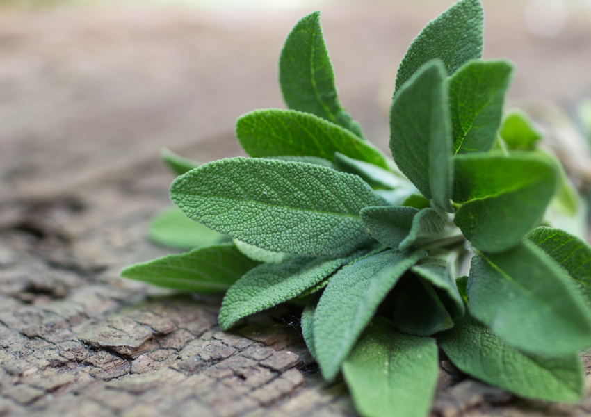 Cooking With Fresh Herbs and Spices F.N. Sharp Blog