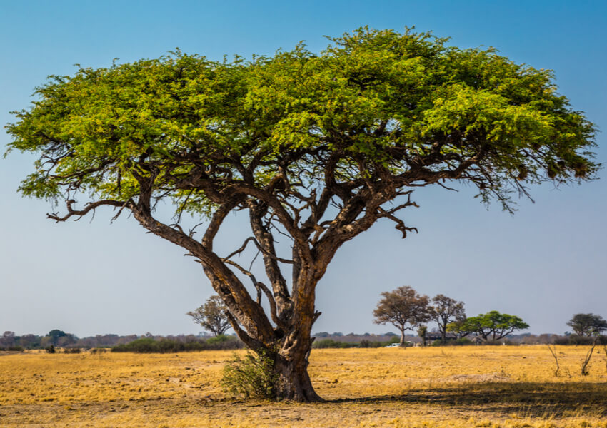 What is Acacia Wood? F.N. Sharp